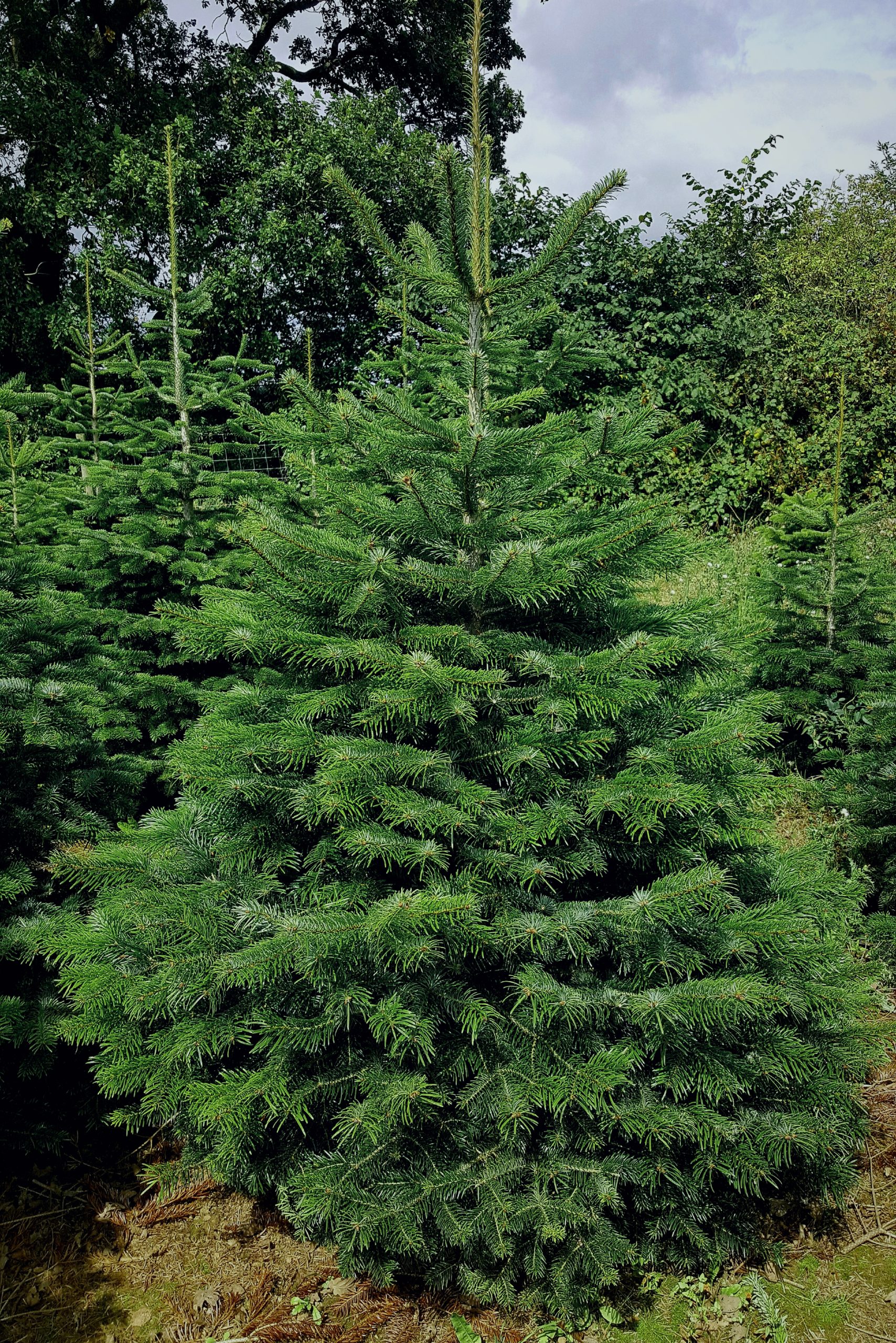 Nordmann Fir Infinity Christmas Trees