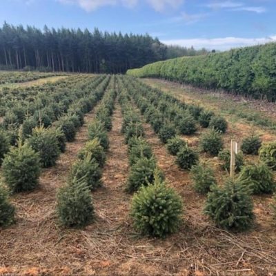 Pot Grown Christmas Trees Infinity Christmas Trees