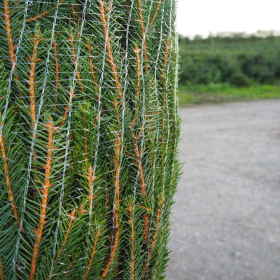 Infinity Christmas Trees - Netting